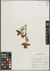 Foto von Salix planifolia Pursh